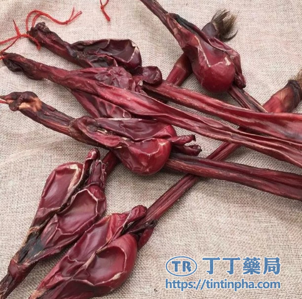 成分二:黃牛鞭 成分二:黃牛鞭