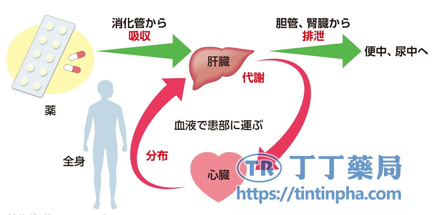 肝臟代謝延遲會帶來哪些副作用? 肝臟代謝延遲會帶來哪些副作用?